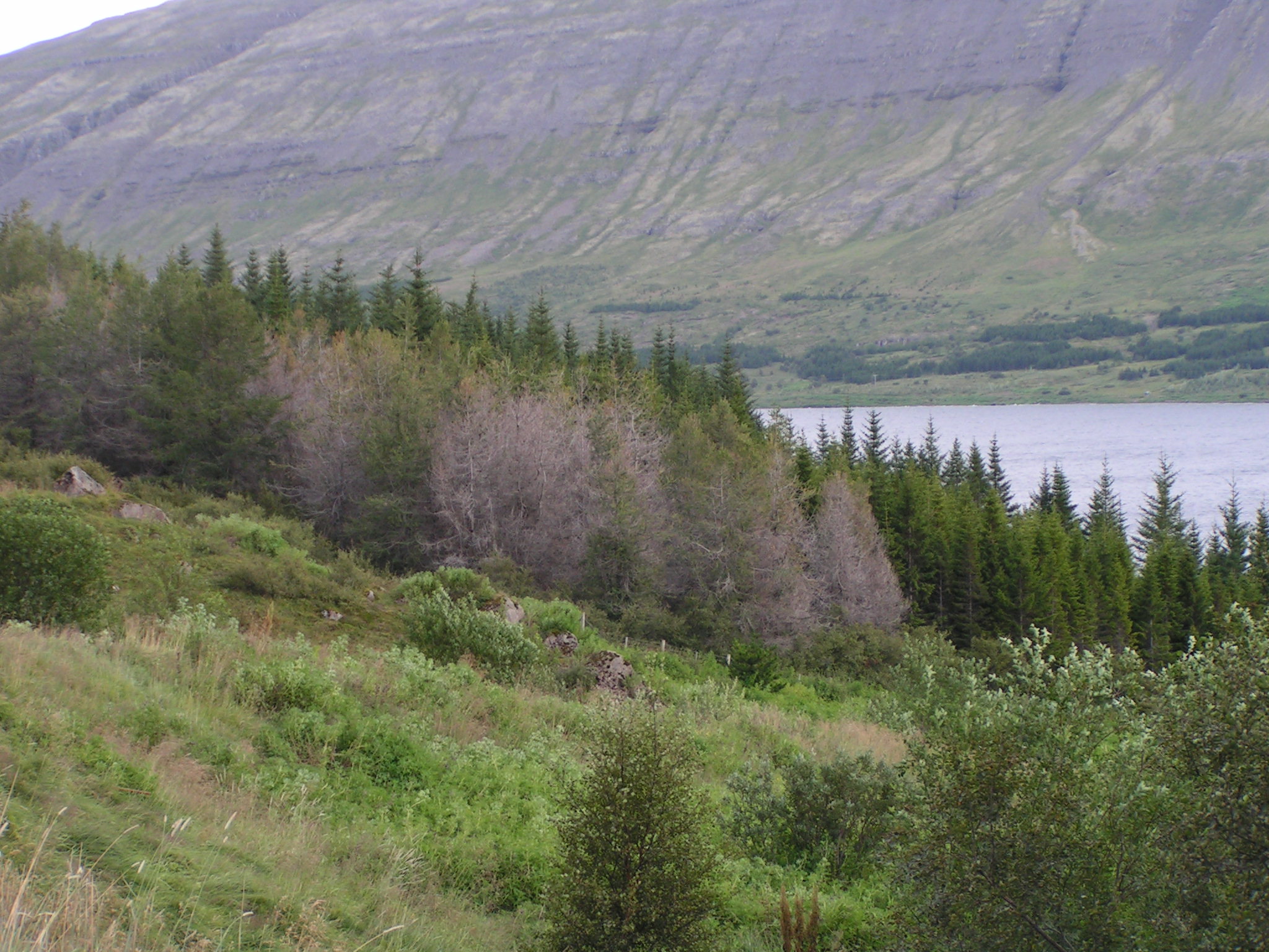 Deyjandi lerki af völdum átu.JPG